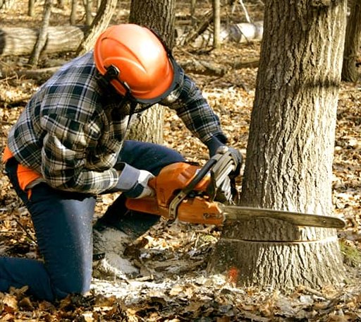 Tree Removal in Leighton, AL